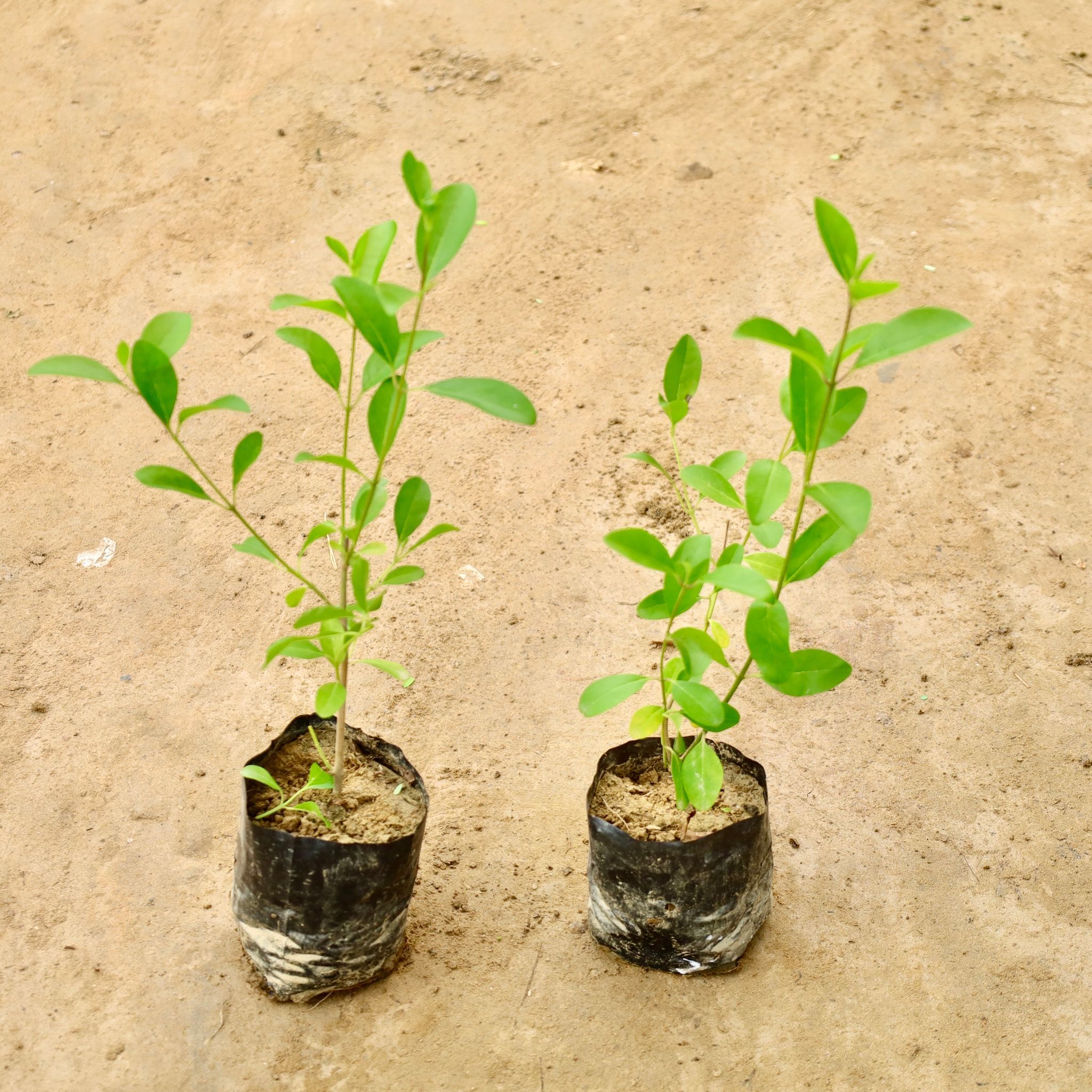 Set of 2 - Inerme Plant in 4 Inch Nursery Bag