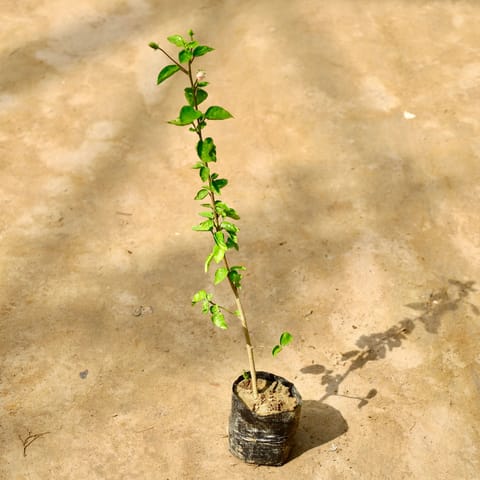Hibiscus / Gudhal Pink in 4 Inch Nursery Bag
