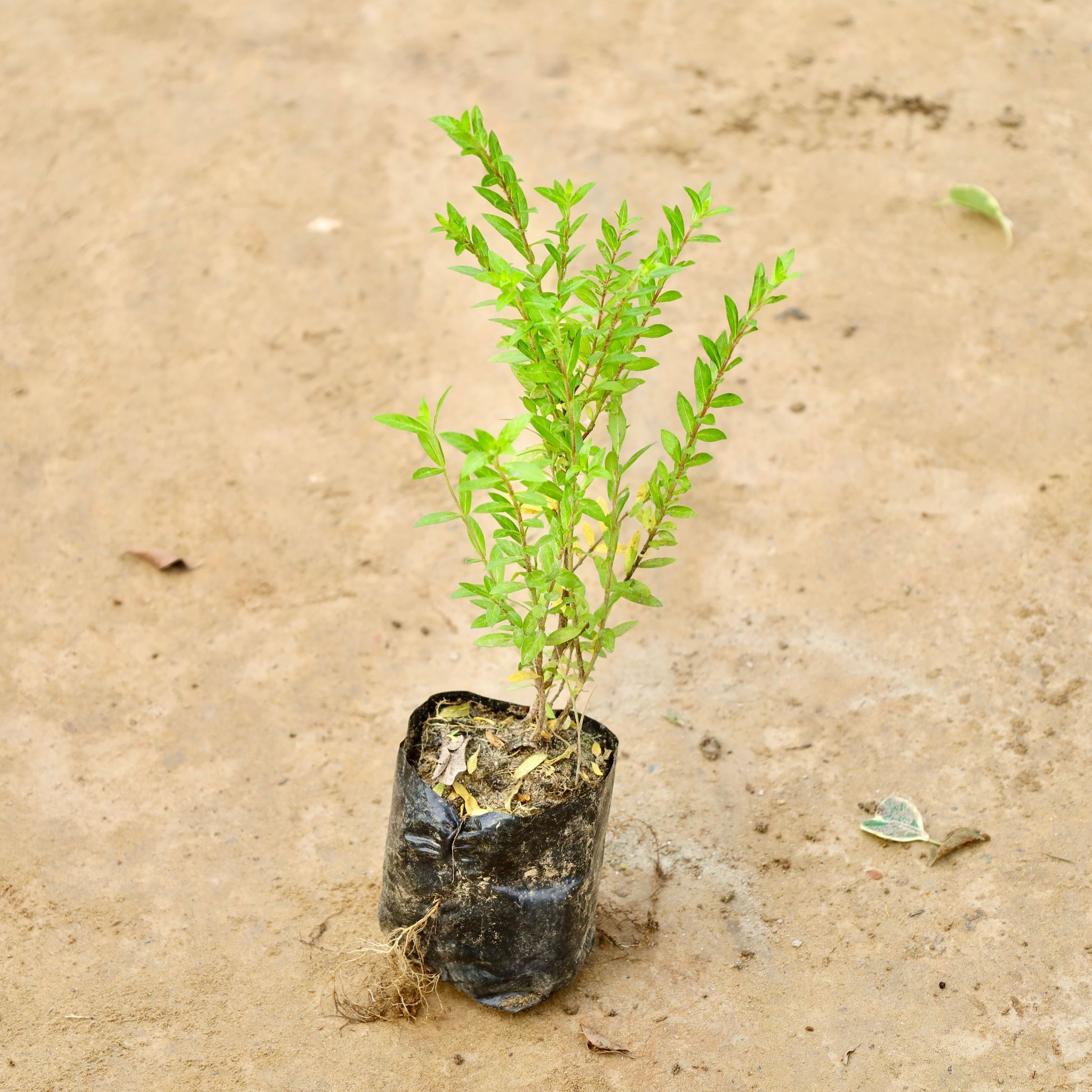 Cuphea / False Heather (Any Colour) in 4 Inch Nursery Bag