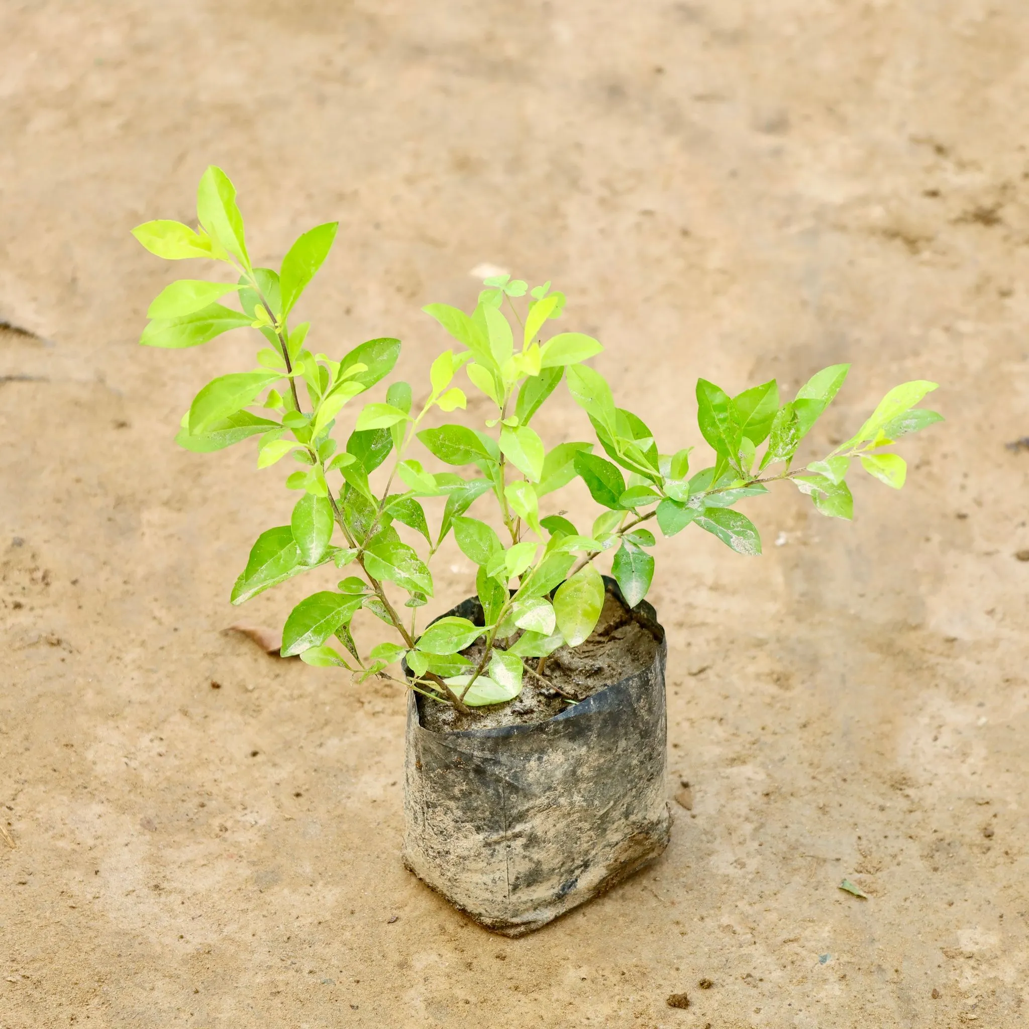 Golden Duranta in 4 Inch Nursery Bag