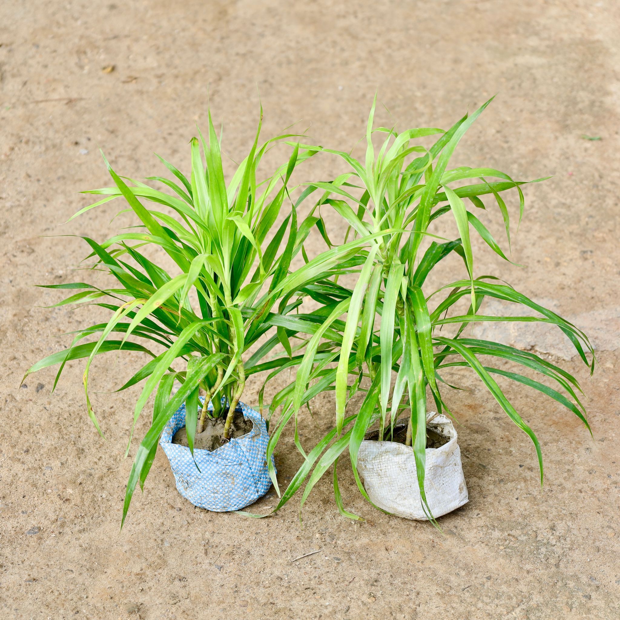 Air Purifying - Set of 2 - Dracaena Green in 4 Inch Nursery Bag