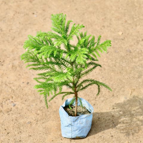 Araucaria / Christmas Tree in 4 Inch Nursery Bag