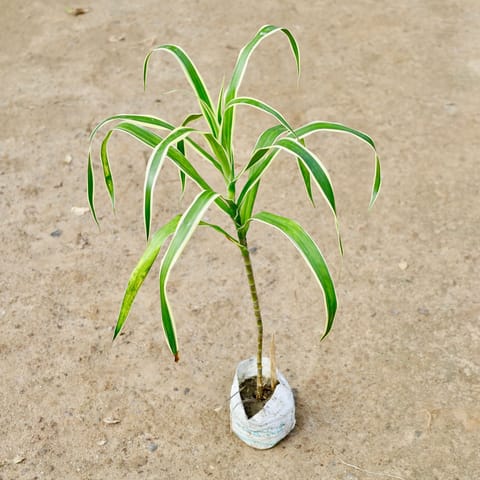 Air Purifying - Dracaena Jamaica in 4 Inch Nursery Bag