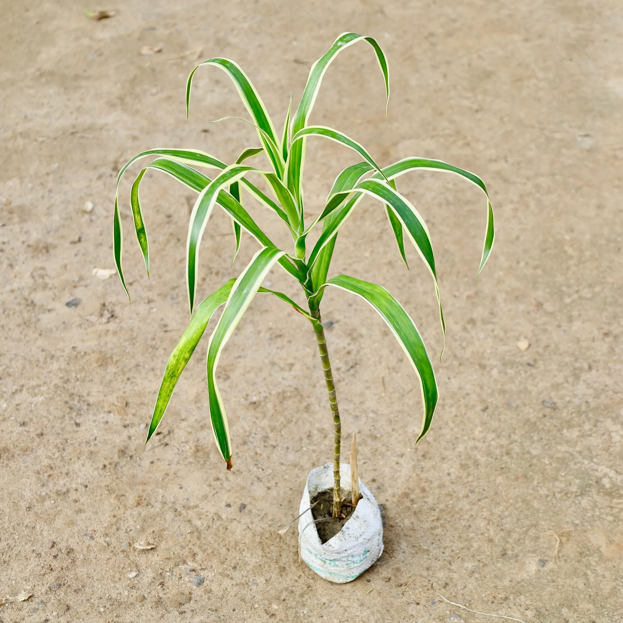 Air Purifying - Dracaena Jamaica in 4 Inch Nursery Bag