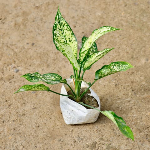 Air Purifying - Aglaonema Snow White in 4 Inch Nursery Bag