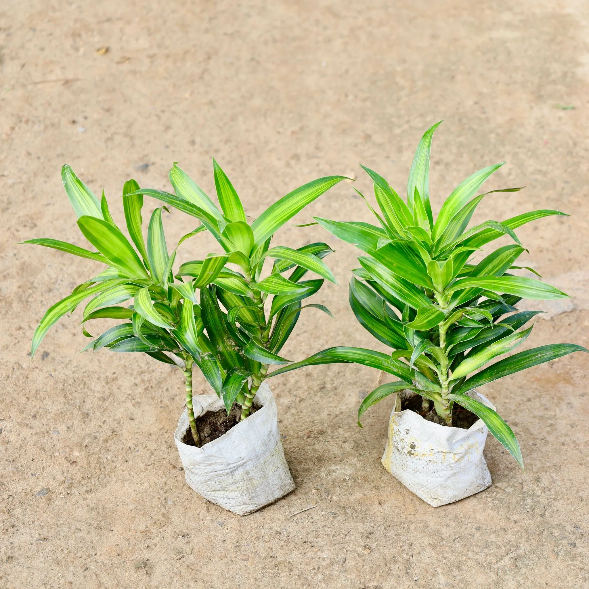 Set of 2 - Dracaena Messanger in 4 Inch Nursery Bag