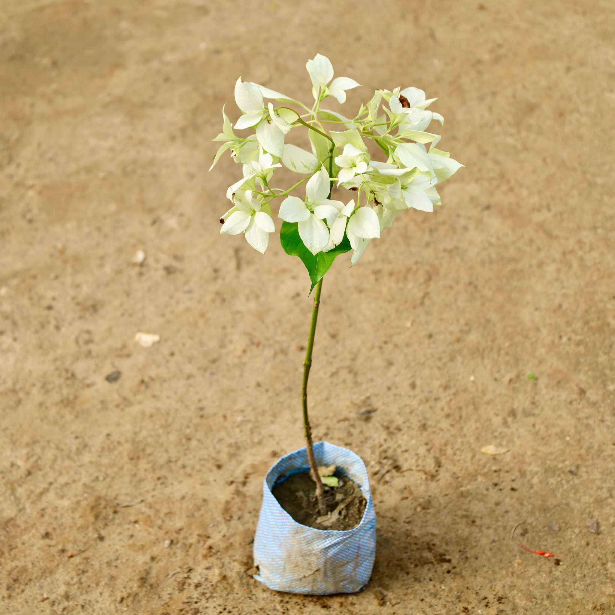 Mussaenda (Any Colour) in 7 Inch Nursery Bag
