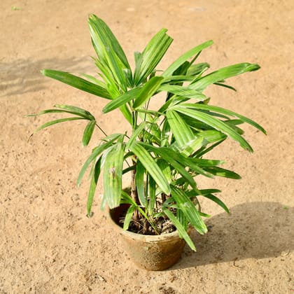 Buy Rhapis Palm in 10 Inch Nursery Bag Online | Urvann.com