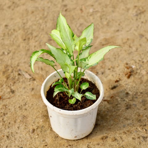 Syngonium Yammi in 4 Inch Nursery Pot
