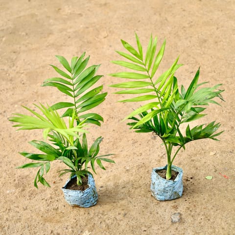 Set of 2 - Chamaedorea Palm in 4 Inch Nursery Bag