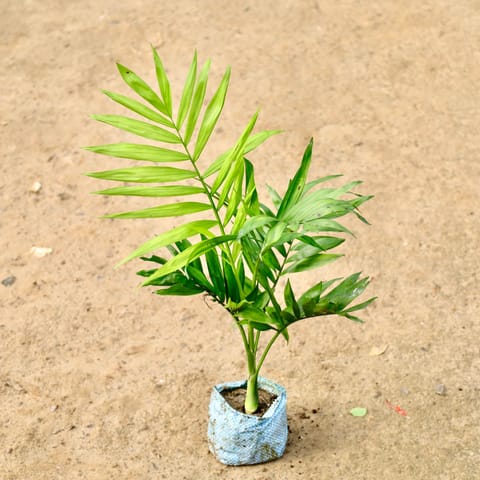Chamaedorea Palm in 4 Inch Nursery Bag