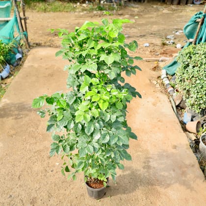 Buy China Doll / Radermachera in 8 Inch Nursery Pot Online | Urvann.com