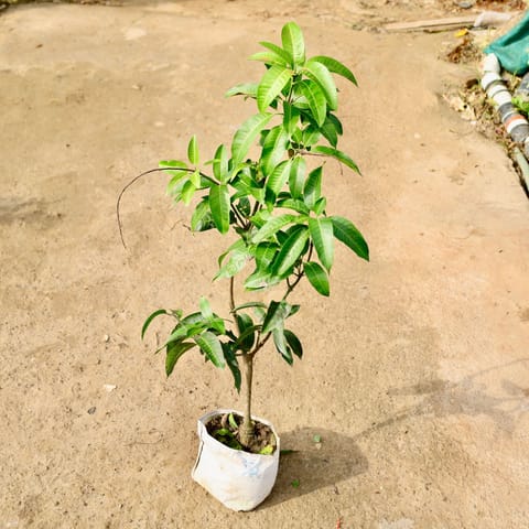 Thai Mango in 10 Inch Nursery Bag