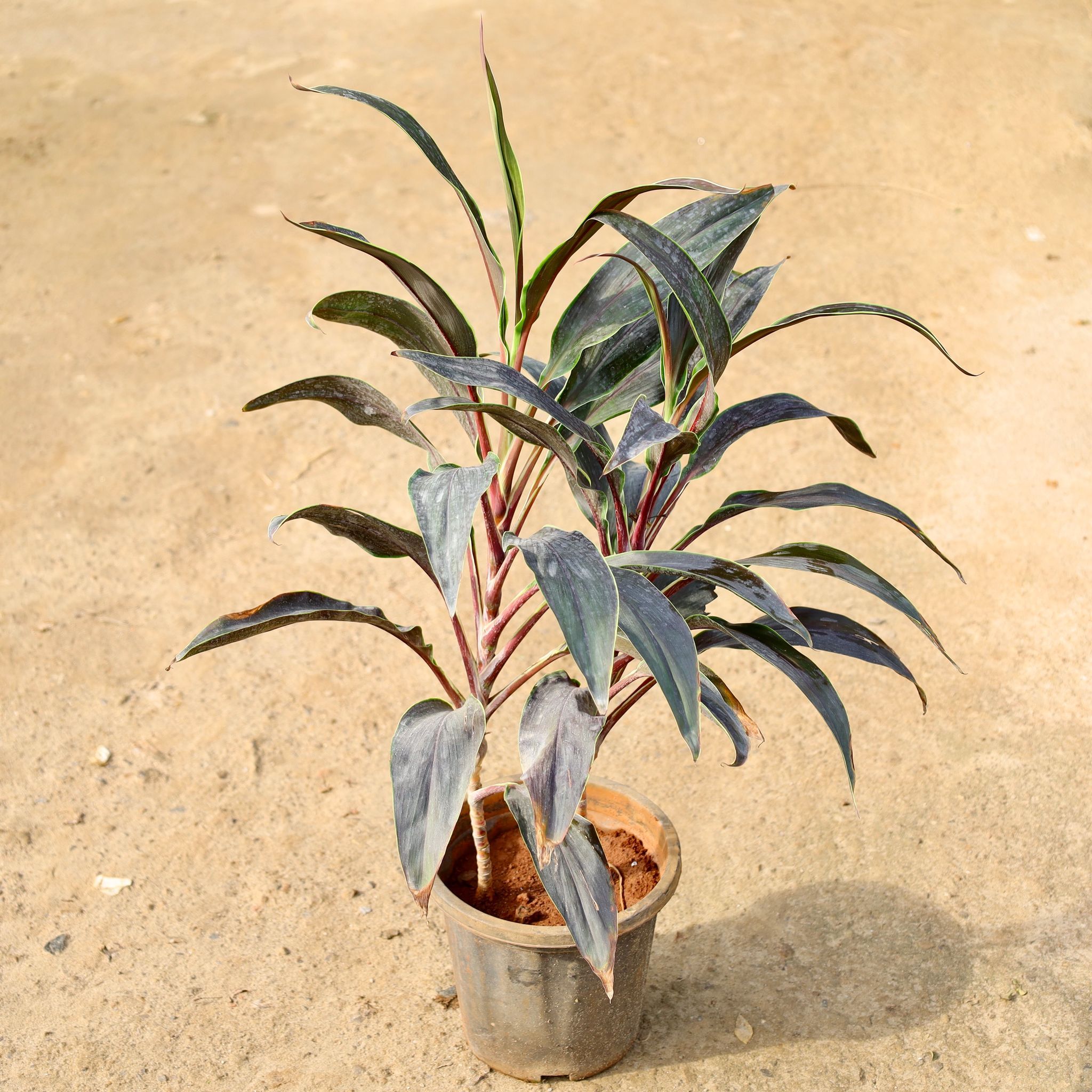 Dracaena Chocolate in 8 Inch Nursery Pot