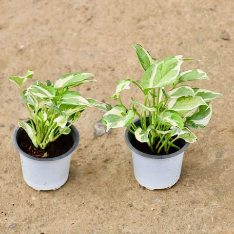 Air Purifying - Money Plant N'Joy in 4 Inch Nursery Pot