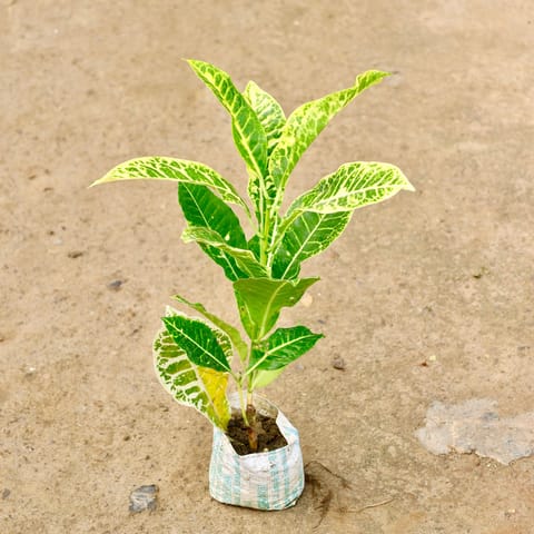 Croton Petra (Any Colour) in 4 Inch Nursery Bag