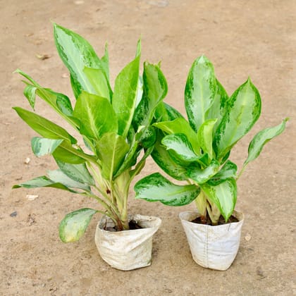 Buy Set of 2 - Aglaonema Philippica  in 7 Inch Nursery Bag Online | Urvann.com