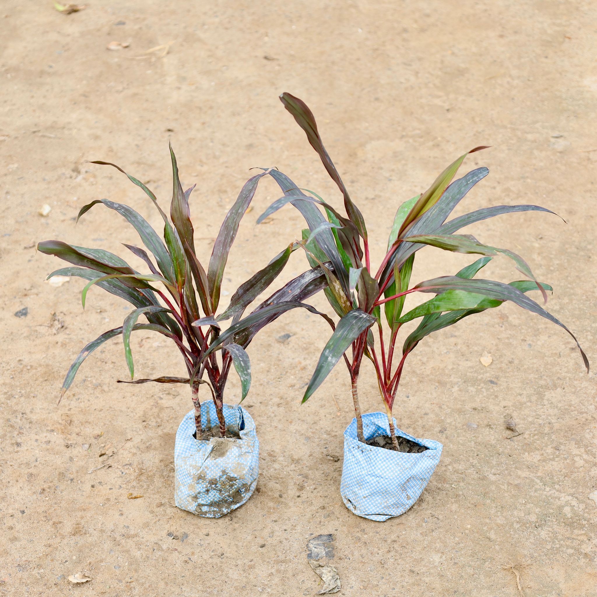 Dracaena Mahatma in 4 Inch Nursery Bag