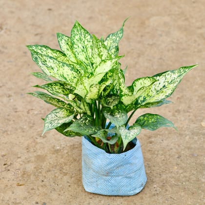 Buy Aglaonema Snow White  in 7 Inch Nursery Bag Online | Urvann.com