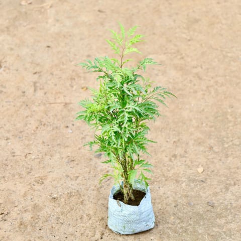 Aralia Neem in 4 Inch Nursery Bag