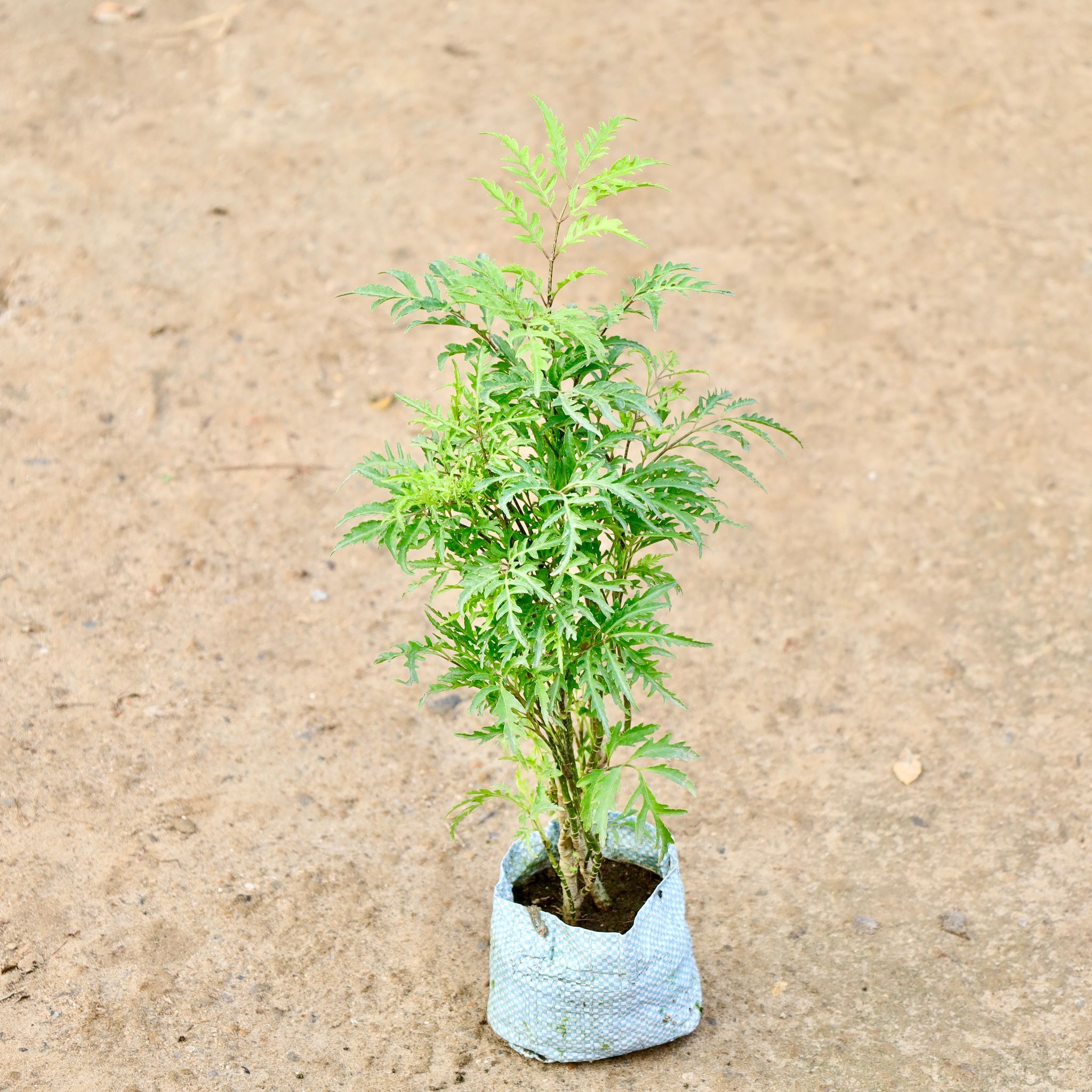 Aralia Neem in 4 Inch Nursery Bag