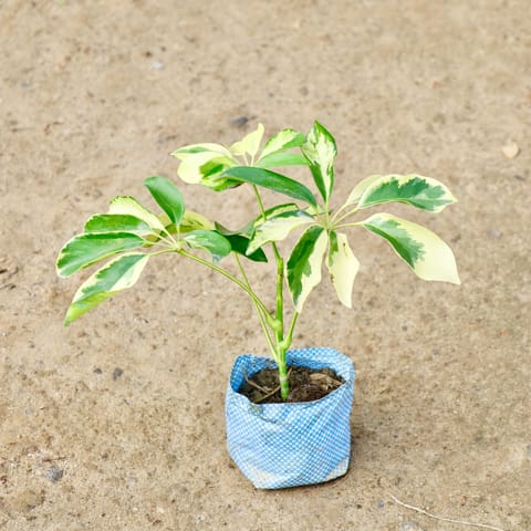 Air Purifying - Schefflera High Colour in 4 Inch Nursery Bag