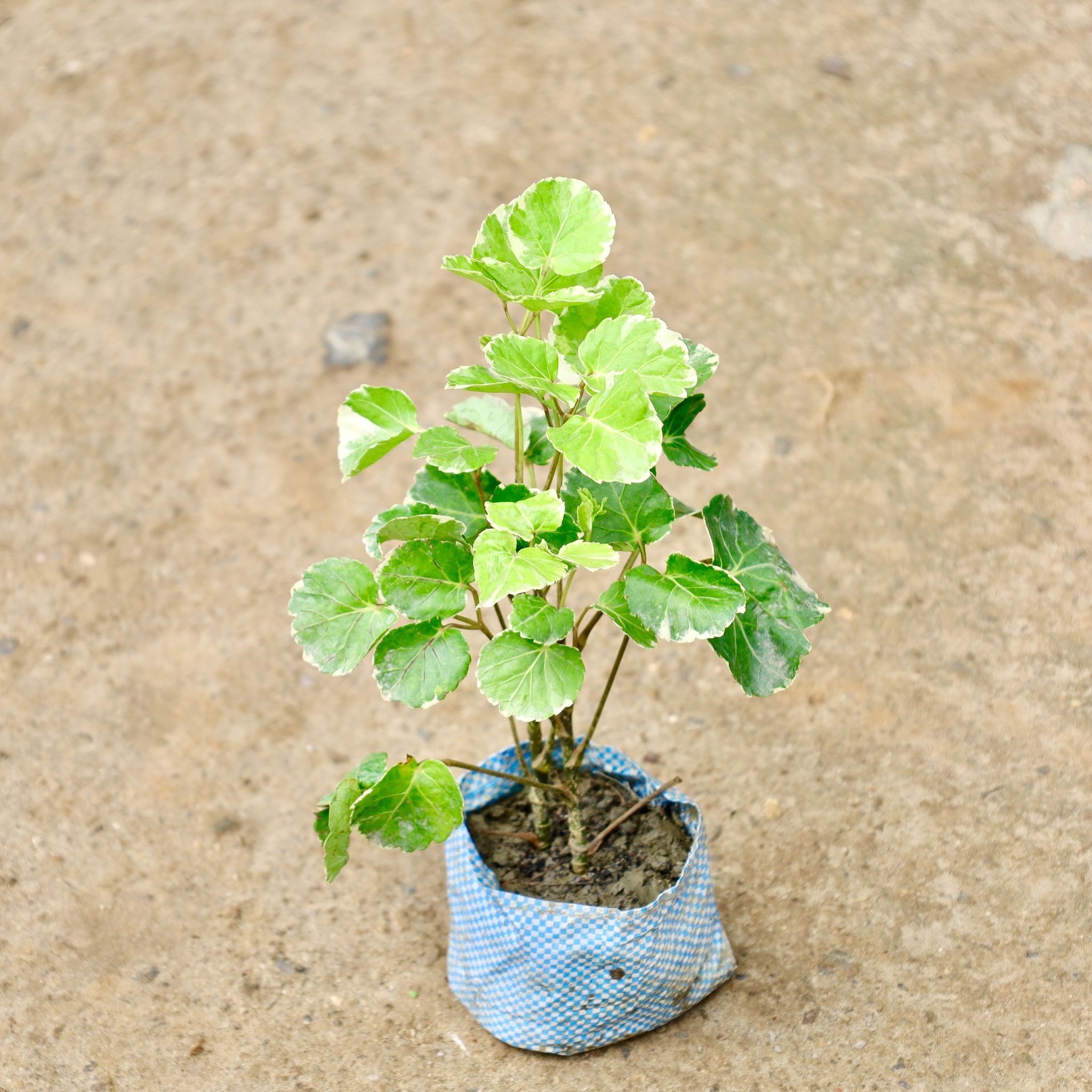 Aralia Dinner Plate in 4 Inch Nursery Bag