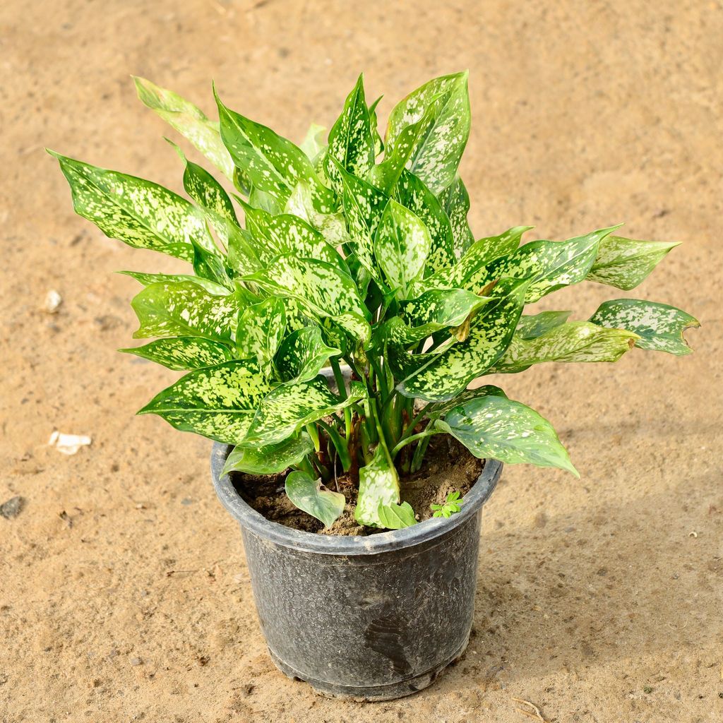 Aglaonema Snow White in 8 Inch Nursery Pot