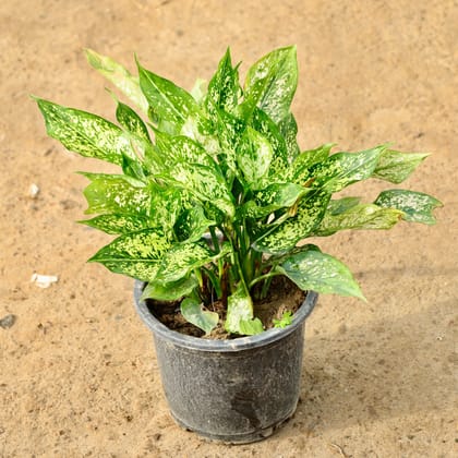 Buy Aglaonema Snow White in 8 Inch Nursery Pot Online | Urvann.com
