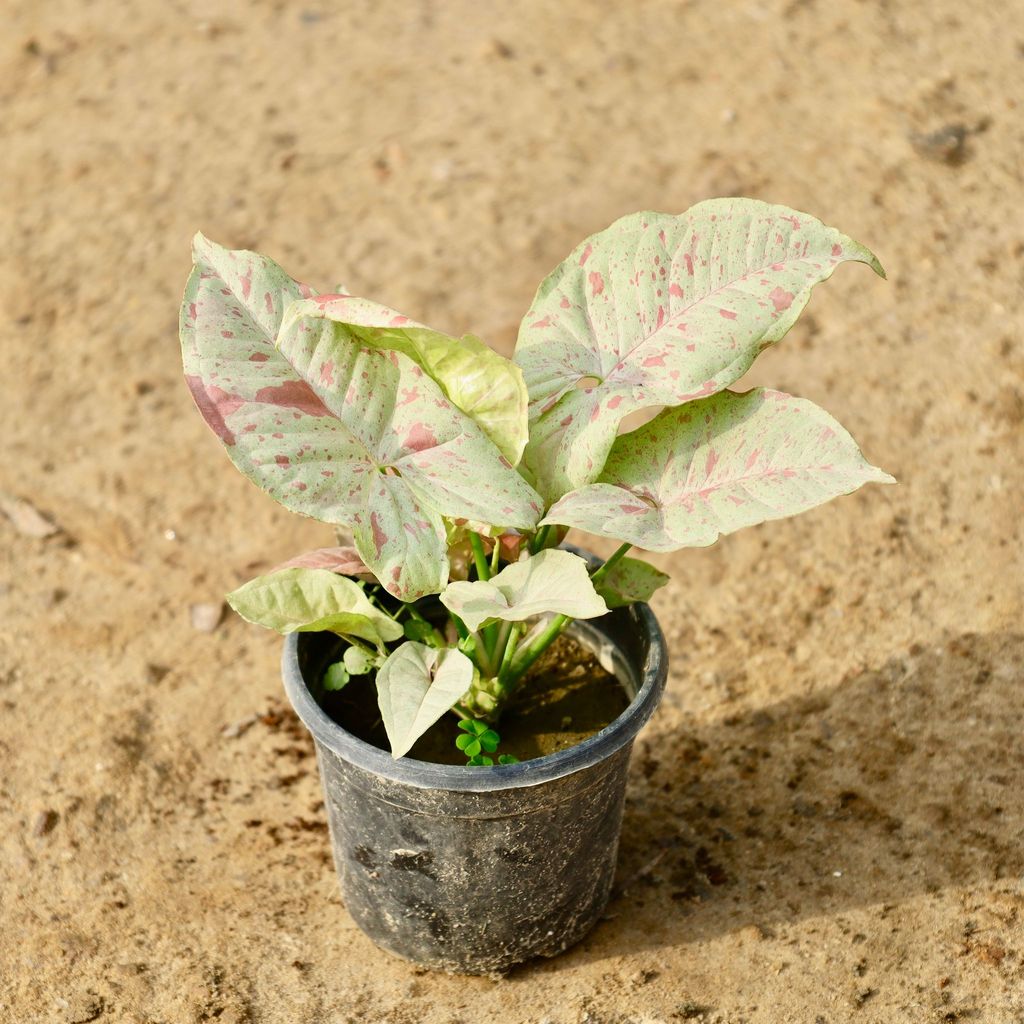 Buy Syngonium Pink in 4 Inch Nursery Pot Online | Urvann.com Syngonium Candyfloss in 4 Inch Nursery Pot