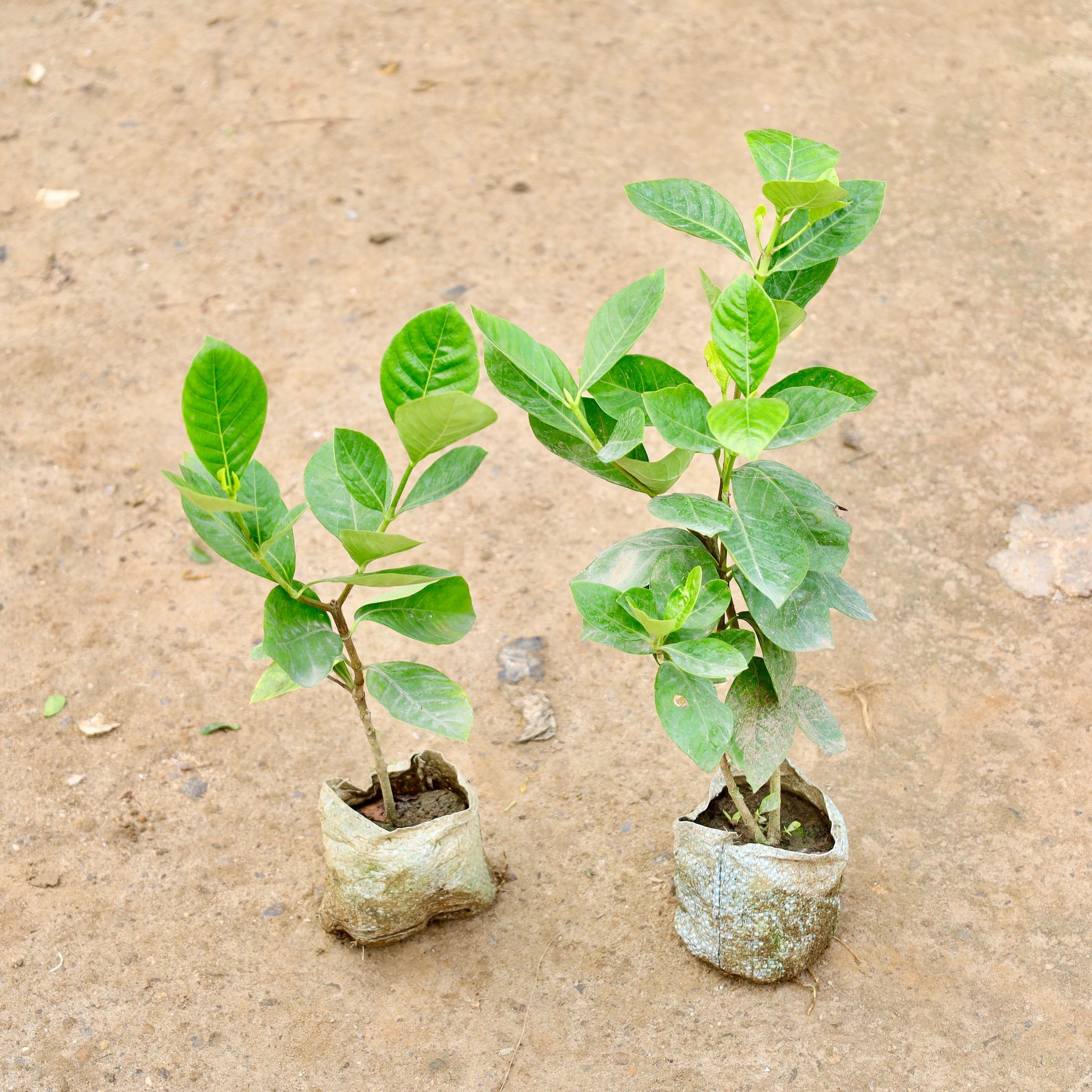 Set of 2 - Gandhraj / Gardenia in 7 Inch Nursery Bag