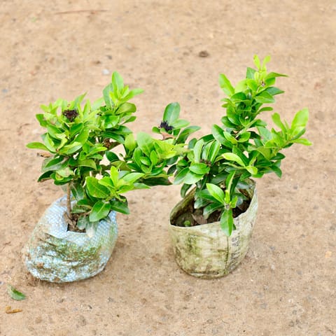 Ixora Dwarf (Any Colour) in 4 Inch Nursery Bag