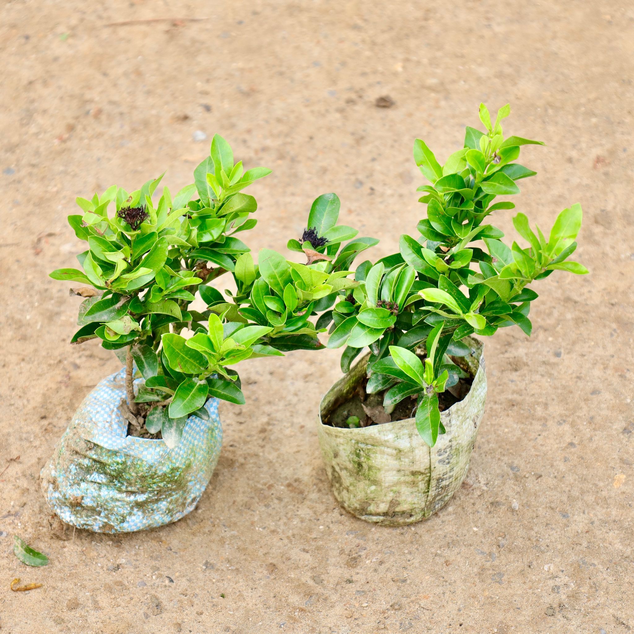 Ixora Dwarf (Any Colour) in 4 Inch Nursery Bag
