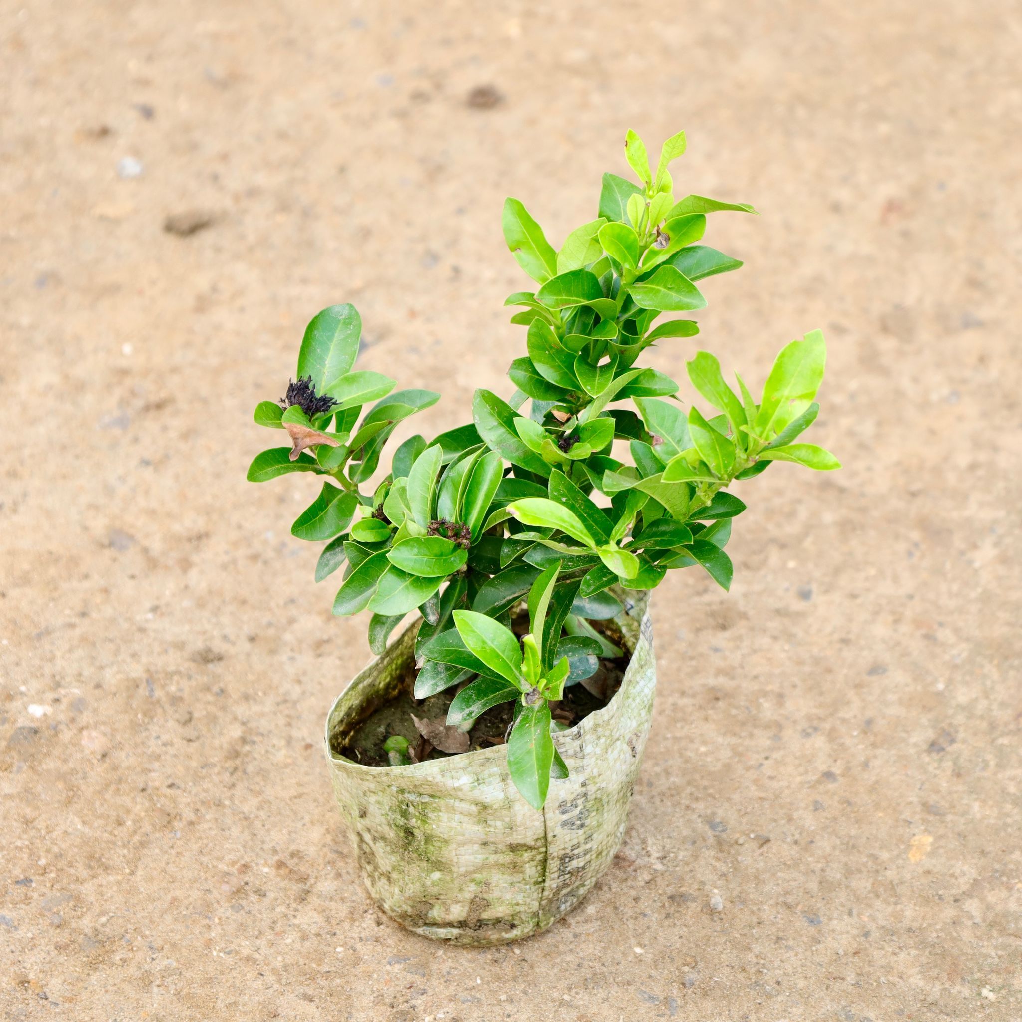 Ixora Dwarf  in 4 Inch Nursery Bag