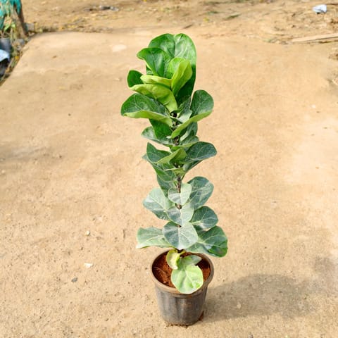 Fiddle Leaf Fig / Ficus Lyrata in 8 Inch Nursery Pot