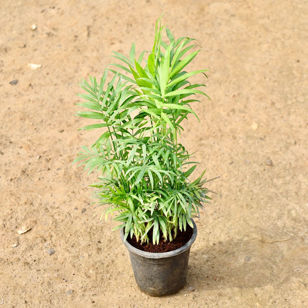 Buy Chamaedorea Palm Bushy in 6 Inch Nursery Pot Online | Urvann.com Chamaedorea Palm Bushy in 6 Inch Nursery Pot