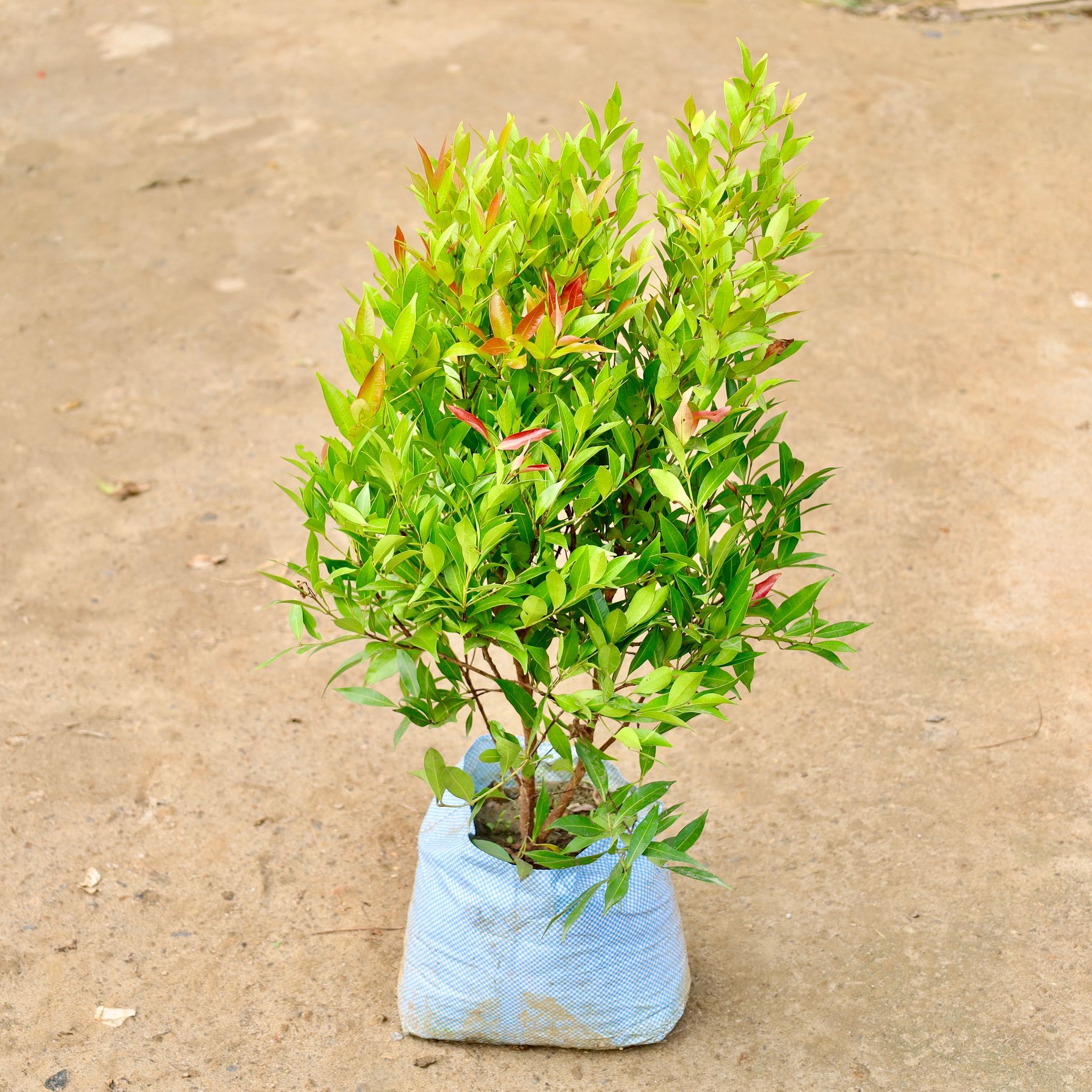 Syzygium / Christina Ficus in 10 Inch Nursery Bag