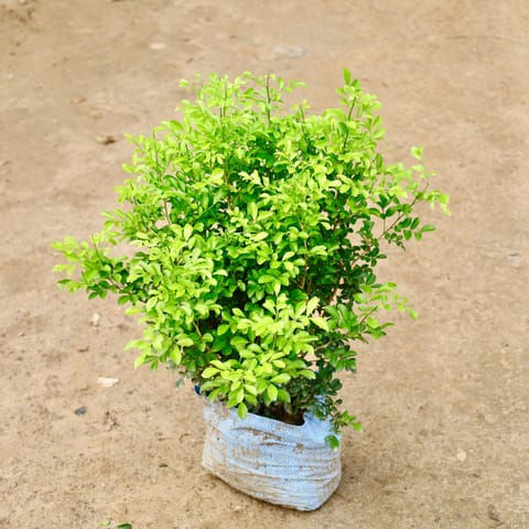 Murraya Dwarf / Madhu Kamini (Any Colour)  in 10 Inch Nursery Bag