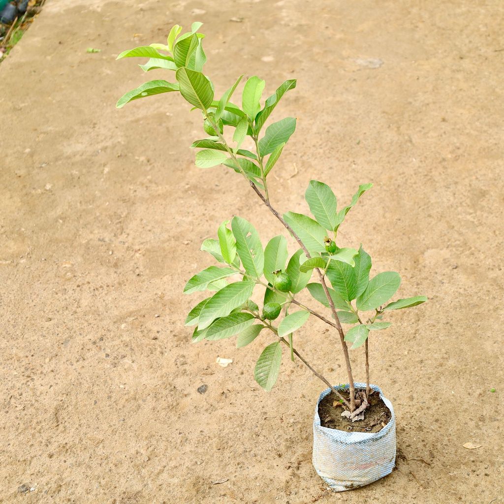 Buy Amrood / Guava in 8 Inch Nursery Bag Online | Urvann.com Amrood / Guava in 8 Inch Nursery Bag