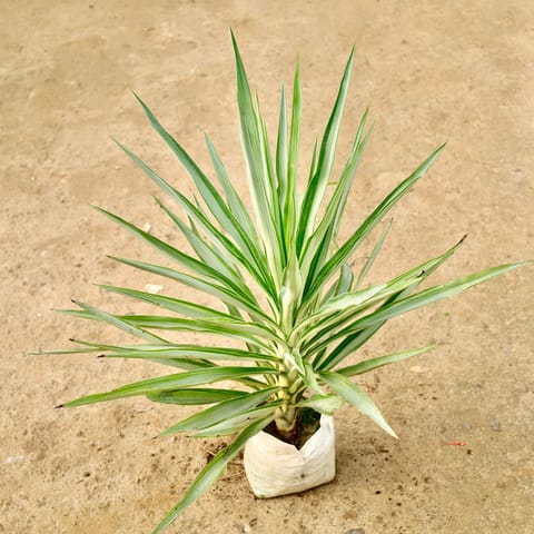 Silver Yucca in 8 Inch Nursery Bag