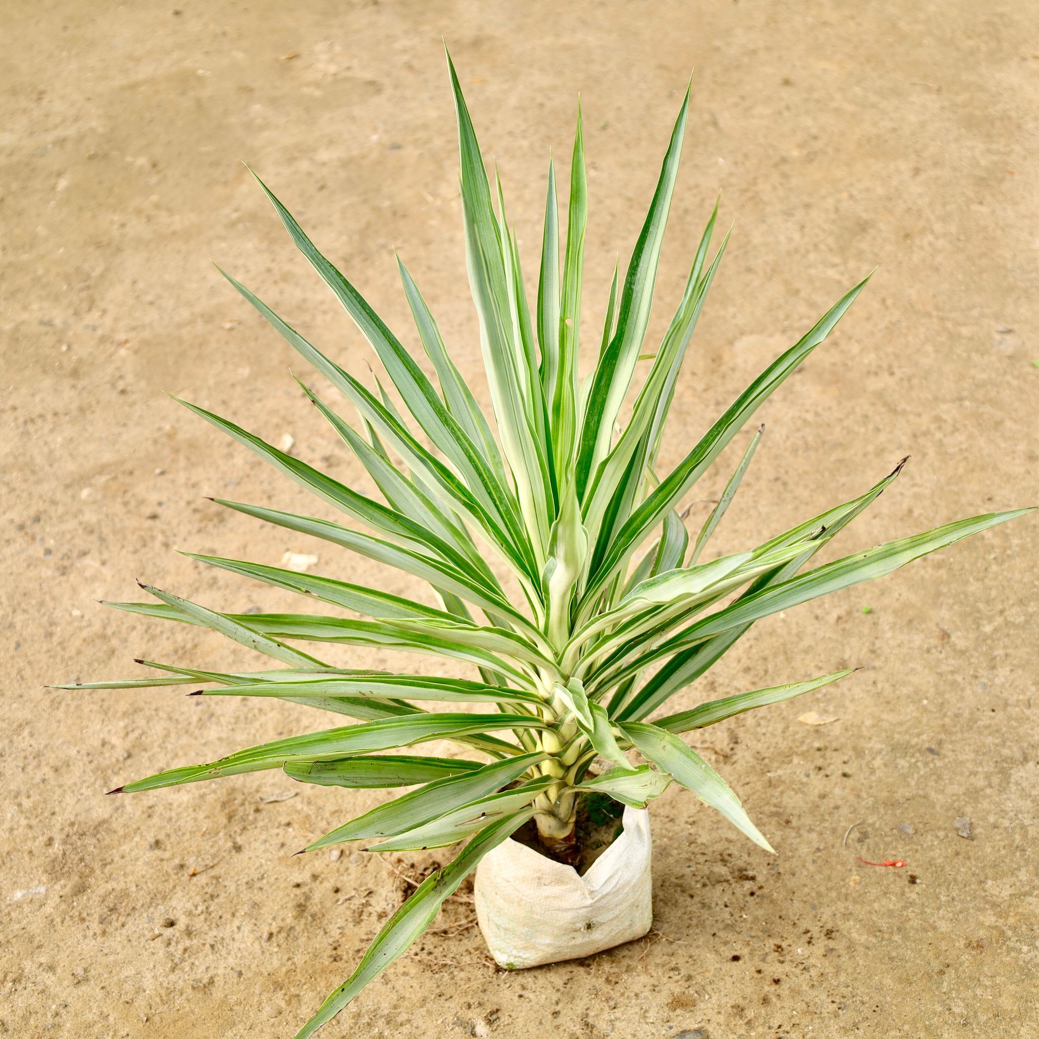 Silver Yucca in 8 Inch Nursery Bag