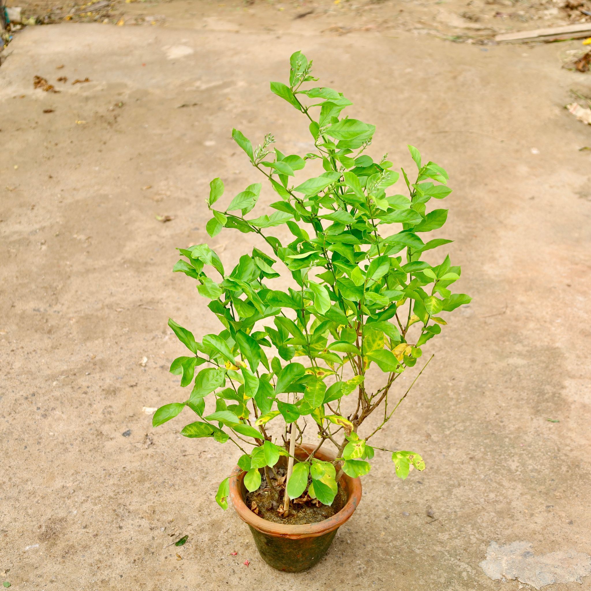 Madhumalti / Rangoon Creeper in 8 Inch Clay Pot
