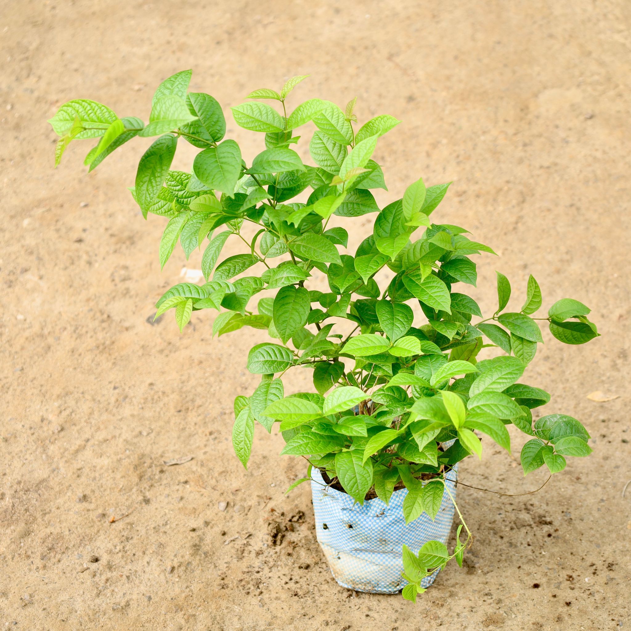 Madhu Malti / Rangoon Creeper Dwarf (any colour) in 8 Inch Nursery Bag