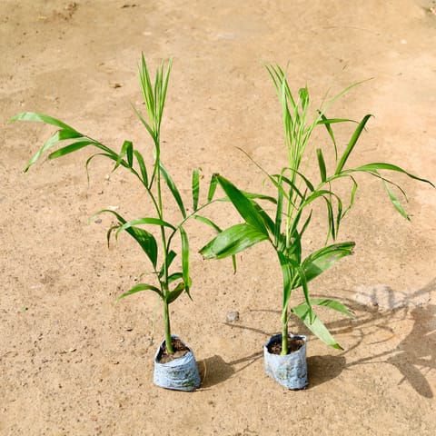 Set of 2 - Cane Palm in 4 Inch Nursery Bag