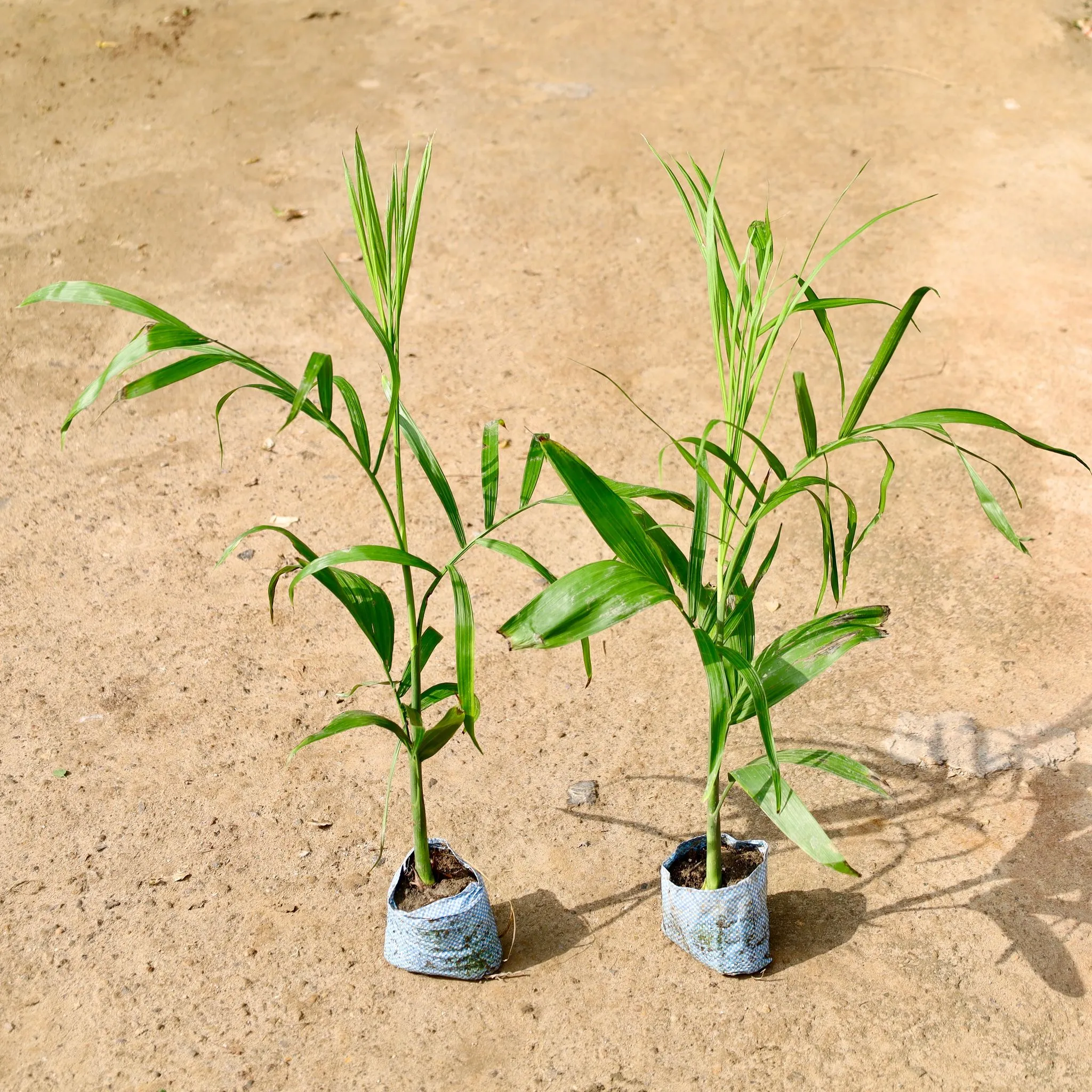 Air Purifying - Set of 2 - Cane Palm in 4 Inch Nursery Bag