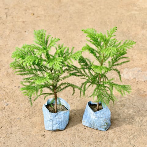 Set of 2 - Araucaria / Christmas Tree in 4 Inch Nursery Bag