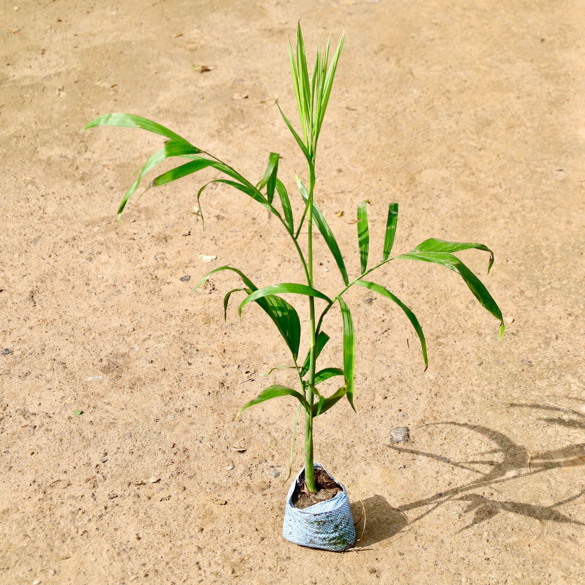 Cane Palm in 4 Inch Nursery Bag