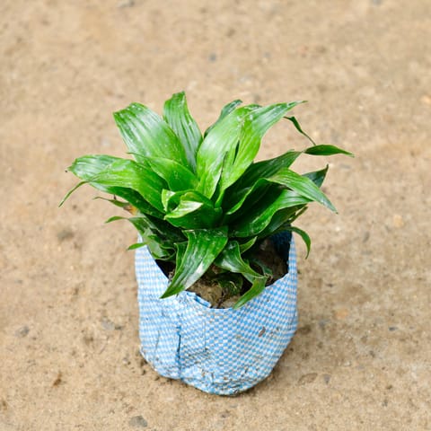 Dracaena Compacta in 4 Inch Nursery Bag