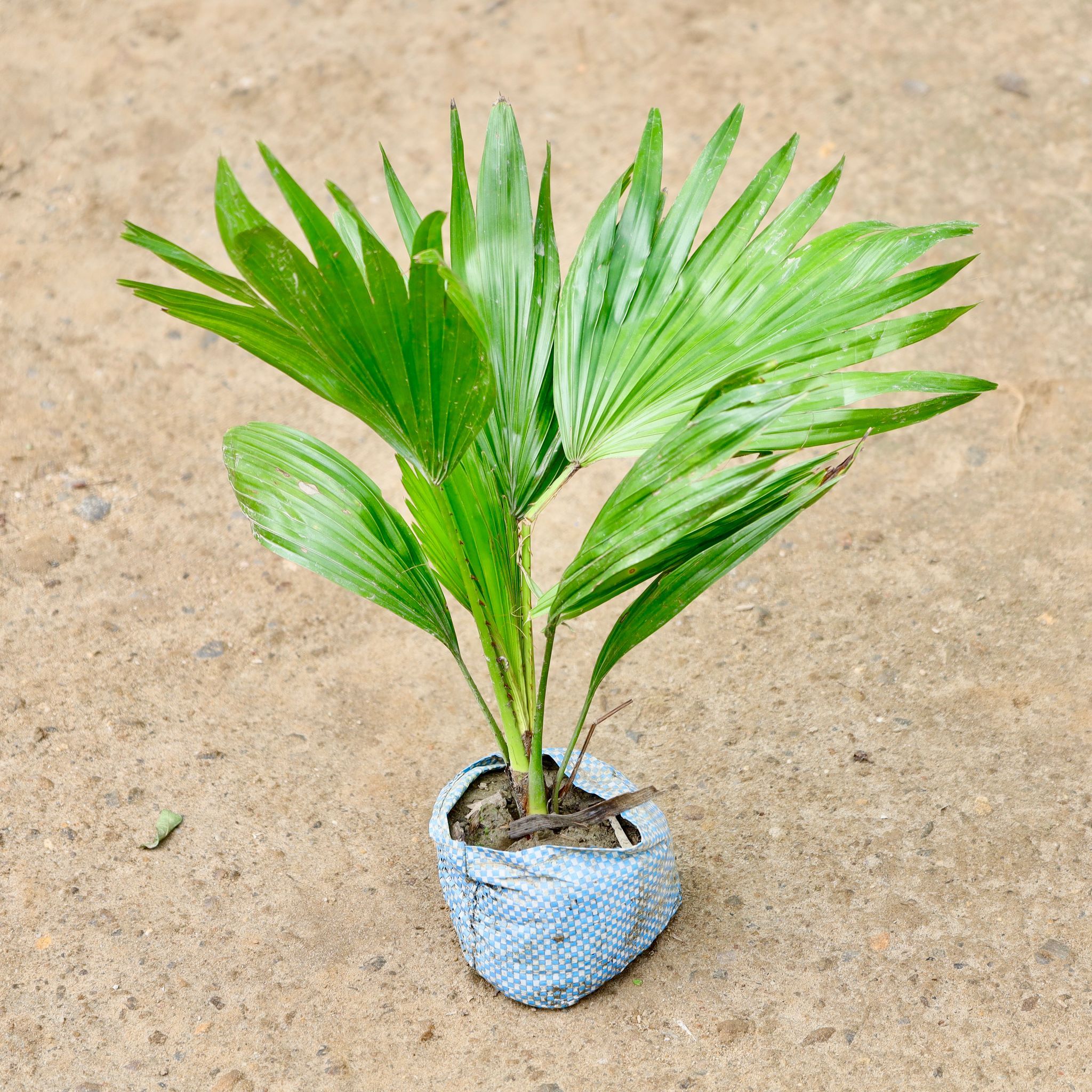 China Palm / Fan Palm in 4 Inch Nursery Bag