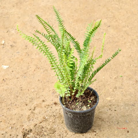 Fern Green in 6 Inch Nursery Pot